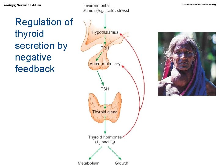 Biology, Seventh Edition CHAPTER 47 Endocrine Regulation of thyroid secretion by negative feedback Copyright