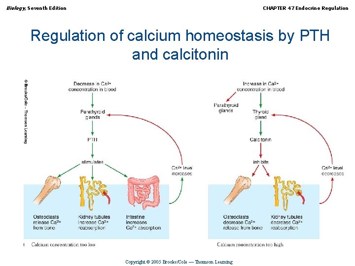 Biology, Seventh Edition CHAPTER 47 Endocrine Regulation of calcium homeostasis by PTH and calcitonin