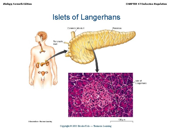 Biology, Seventh Edition CHAPTER 47 Endocrine Regulation Islets of Langerhans Copyright © 2005 Brooks/Cole