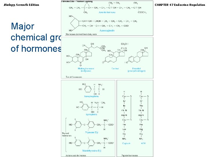 Biology, Seventh Edition CHAPTER 47 Endocrine Regulation Major chemical groups of hormones Copyright ©