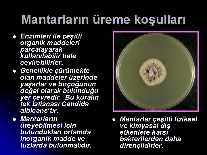 Mantarların üreme koşulları l l l Enzimleri ile çeşitli organik maddeleri parçalayarak kullanılabilir hale