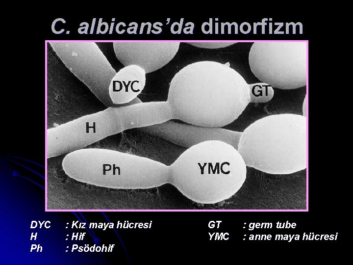 C. albicans’da dimorfizm DYC H Ph : Kız maya hücresi : Hif : Psödohif