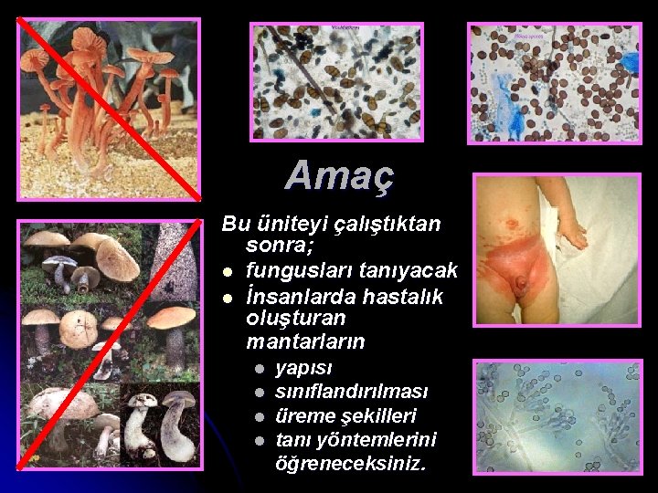 Amaç Bu üniteyi çalıştıktan sonra; l fungusları tanıyacak l İnsanlarda hastalık oluşturan mantarların l