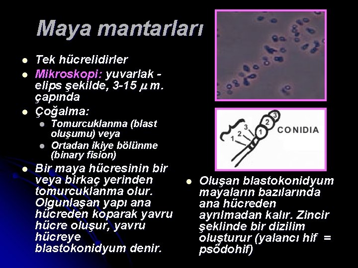 Maya mantarları l l l Tek hücrelidirler Mikroskopi: yuvarlak elips şekilde, 3 -15 m.