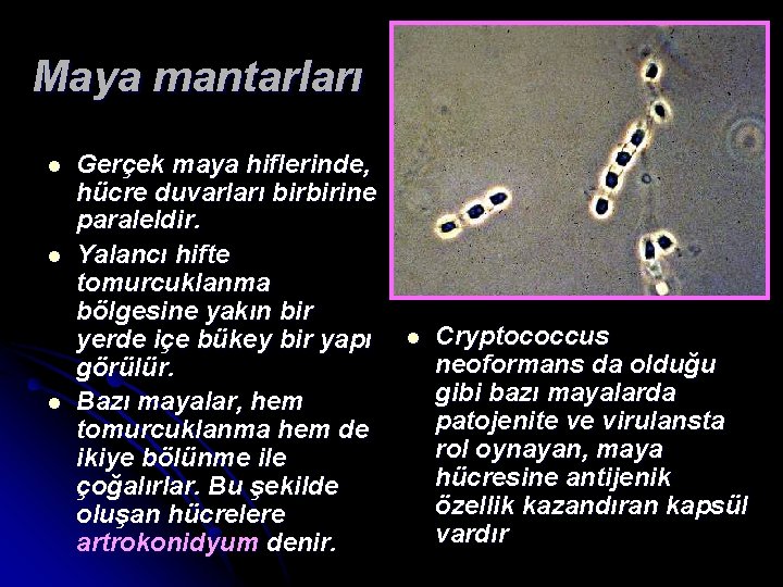 Maya mantarları l l l Gerçek maya hiflerinde, hücre duvarları birbirine paraleldir. Yalancı hifte