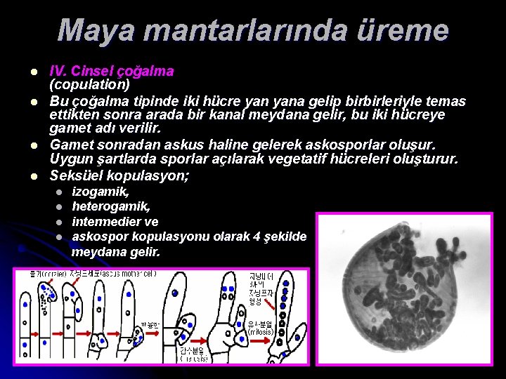 Maya mantarlarında üreme l l IV. Cinsel çoğalma (copulation) Bu çoğalma tipinde iki hücre