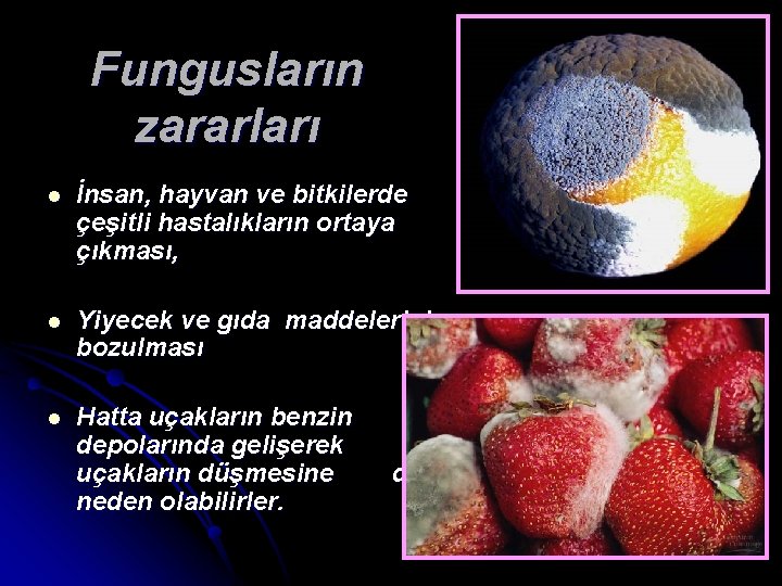 Fungusların zararları l İnsan, hayvan ve bitkilerde çeşitli hastalıkların ortaya çıkması, l Yiyecek ve