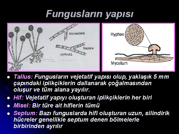 Fungusların yapısı l l Tallus: Fungusların vejetatif yapısı olup, yaklaşık 5 mm çapındaki iplikçiklerin