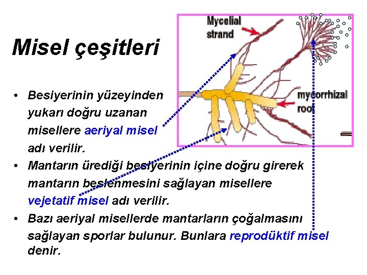 Misel çeşitleri • Besiyerinin yüzeyinden yukarı doğru uzanan misellere aeriyal misel adı verilir. •