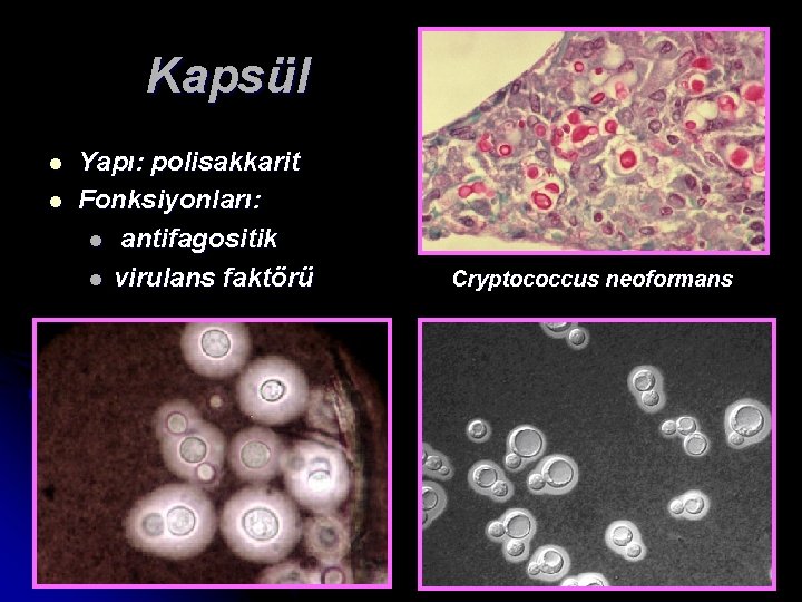 Kapsül l l Yapı: polisakkarit Fonksiyonları: l antifagositik l virulans faktörü Cryptococcus neoformans 