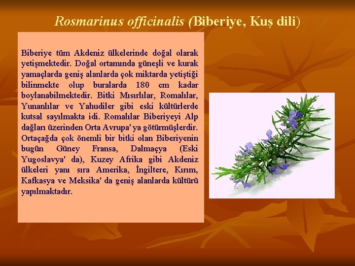 Rosmarinus officinalis (Biberiye, Kuş dili) Biberiye tüm Akdeniz ülkelerinde doğal olarak yetişmektedir. Doğal ortamında