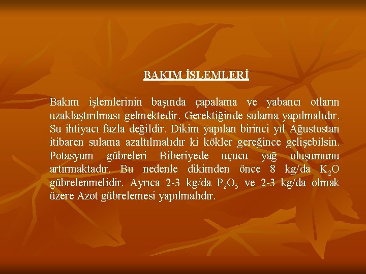 BAKIM İŞLEMLERİ Bakım işlemlerinin başında çapalama ve yabancı otların uzaklaştırılması gelmektedir. Gerektiğinde sulama yapılmalıdır.