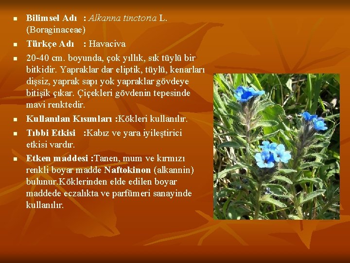 n n n Bilimsel Adı : Alkanna tinctoria L. (Boraginaceae) Türkçe Adı : Havaciva