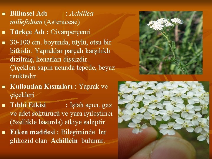 n n n Bilimsel Adı : Achillea millefolium (Asteraceae) Türkçe Adı : Civanperçemi 30