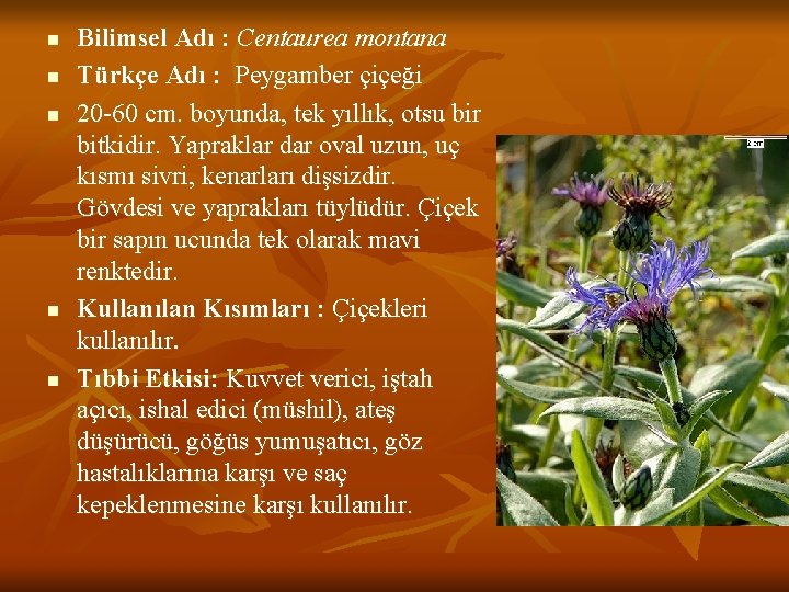 n n n Bilimsel Adı : Centaurea montana Türkçe Adı : Peygamber çiçeği 20