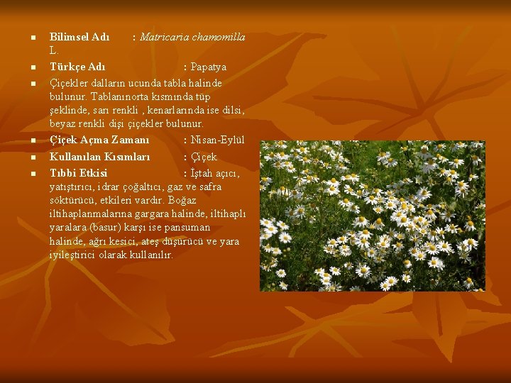n n n Bilimsel Adı : Matricaria chamomilla L. Türkçe Adı : Papatya Çiçekler