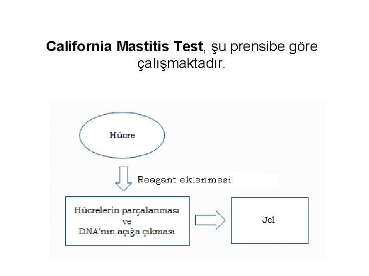 California Mastitis Test, şu prensibe göre çalışmaktadır. 