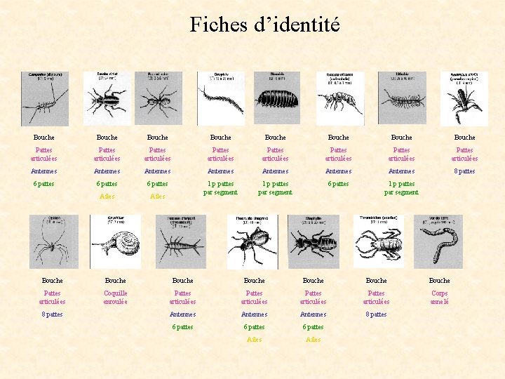 Fiches d’identité Bouche Bouche Pattes articulées Pattes articulées Antennes Antennes 8 pattes 6 pattes