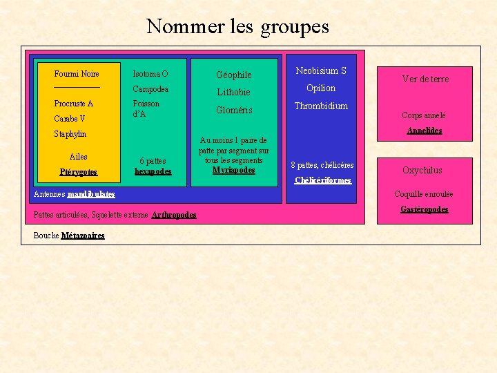 Nommer les groupes Fourmi Noire Procruste A Carabe V Isotoma O Géophile Neobisium S