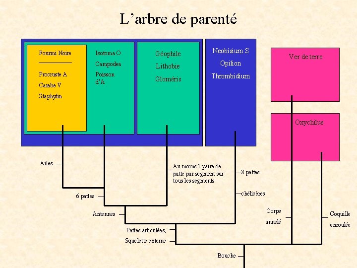 L’arbre de parenté Fourmi Noire Procruste A Carabe V Isotoma O Géophile Neobisium S