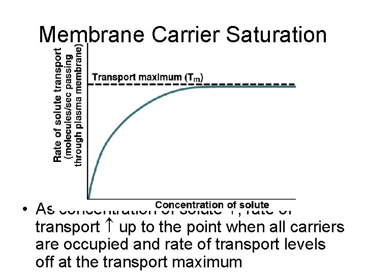 Membrane Carrier Saturation • As concentration of solute , rate of transport up to