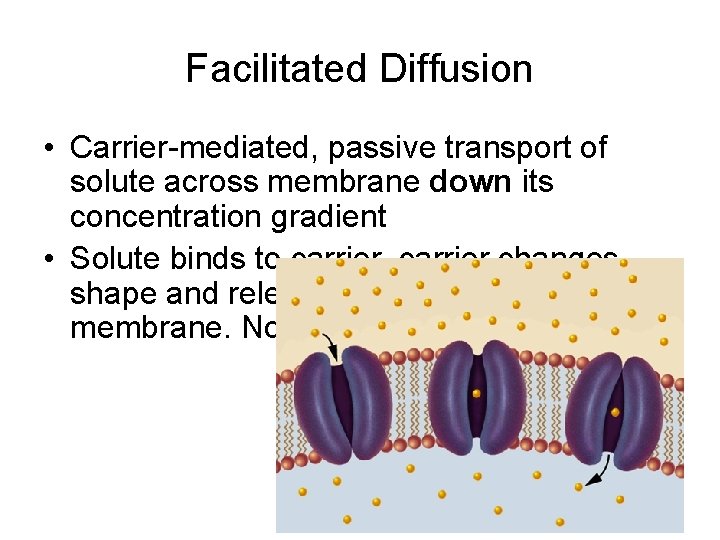 Facilitated Diffusion • Carrier-mediated, passive transport of solute across membrane down its concentration gradient