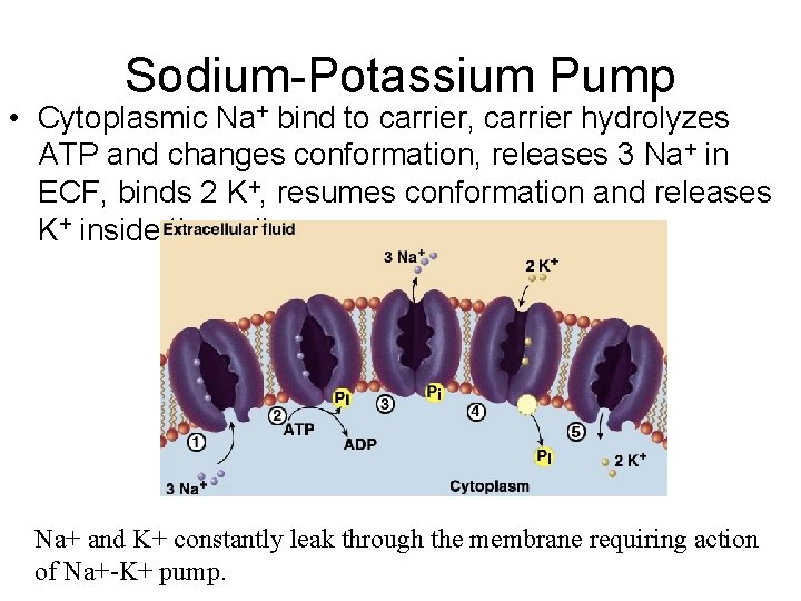 Sodium-Potassium Pump • Cytoplasmic Na+ bind to carrier, carrier hydrolyzes ATP and changes conformation,
