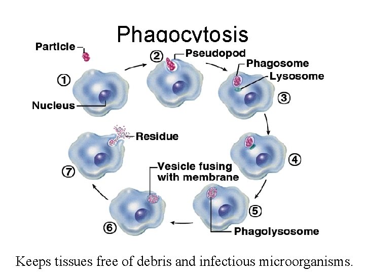 Phagocytosis Keeps tissues free of debris and infectious microorganisms. 
