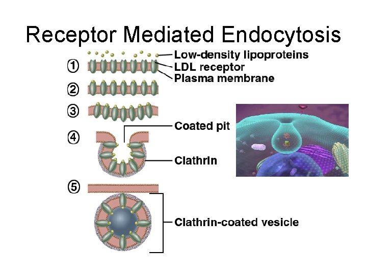 Receptor Mediated Endocytosis 