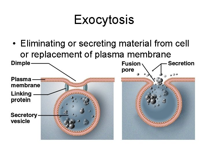 Exocytosis • Eliminating or secreting material from cell or replacement of plasma membrane 