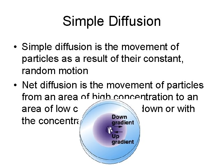 Simple Diffusion • Simple diffusion is the movement of particles as a result of