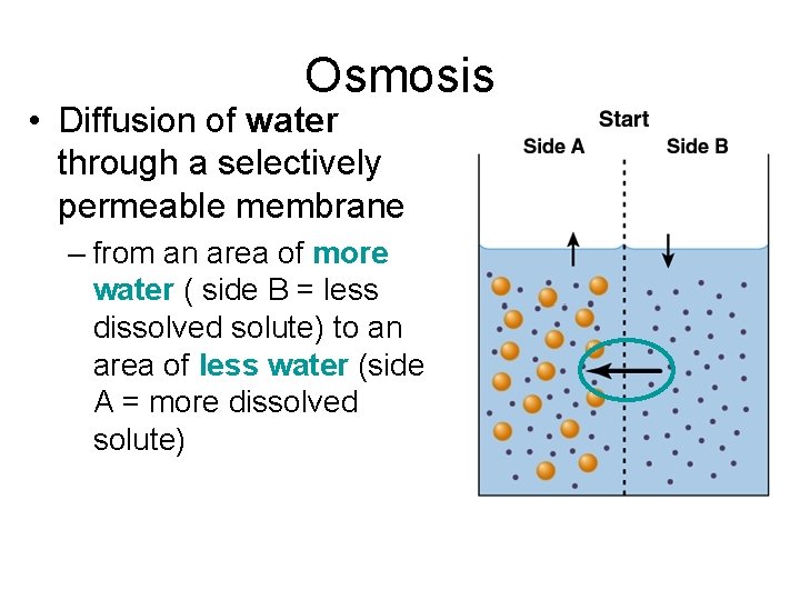 Osmosis • Diffusion of water through a selectively permeable membrane – from an area