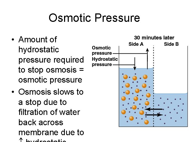 Osmotic Pressure • Amount of hydrostatic pressure required to stop osmosis = osmotic pressure