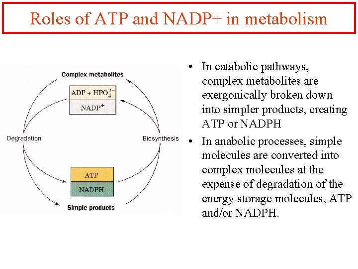 Roles of ATP and NADP+ in metabolism • In catabolic pathways, complex metabolites are