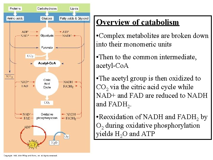 Overview of catabolism • Complex metabolites are broken down into their monomeric units •