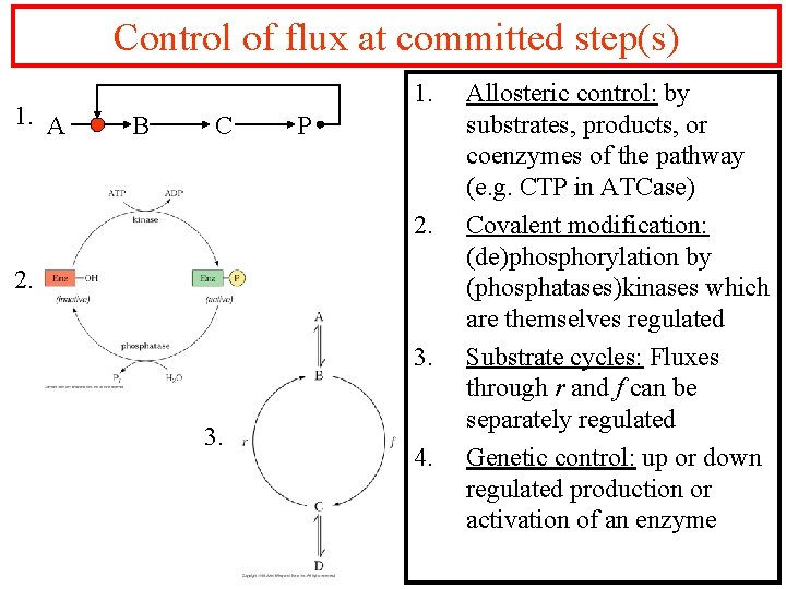Control of flux at committed step(s) 1. A 1. B C P 2. 2.