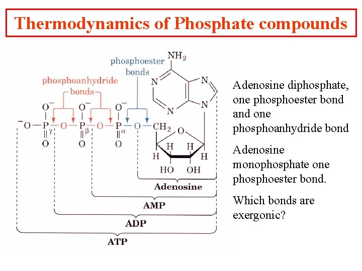 Thermodynamics of Phosphate compounds Adenosine diphosphate, one phosphoester bond and one phosphoanhydride bond Adenosine