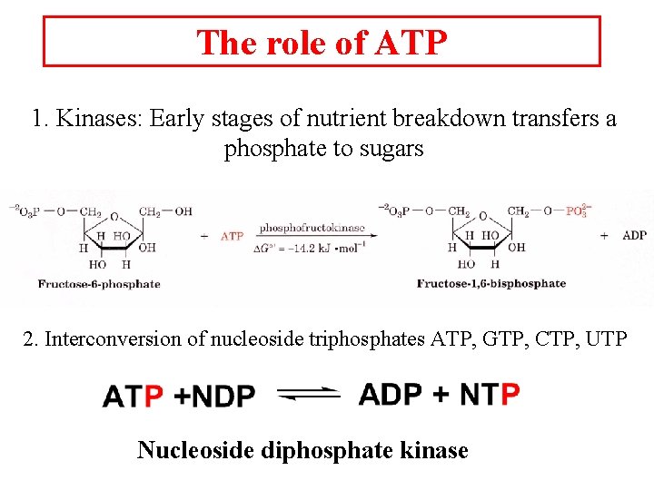 The role of ATP 1. Kinases: Early stages of nutrient breakdown transfers a phosphate
