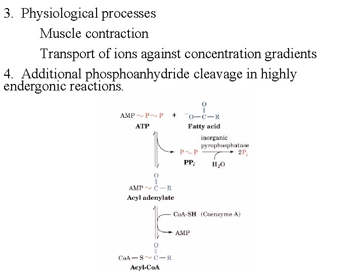 3. Physiological processes Muscle contraction Transport of ions against concentration gradients 4. Additional phosphoanhydride