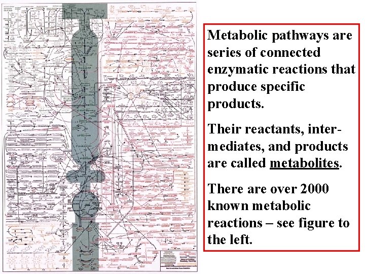 Metabolic pathways are series of connected enzymatic reactions that produce specific products. Their reactants,