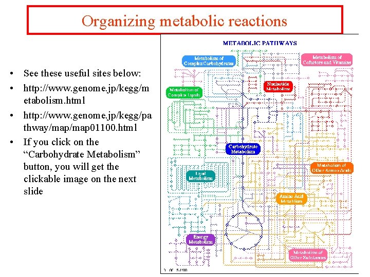 Organizing metabolic reactions • See these useful sites below: • http: //www. genome. jp/kegg/m