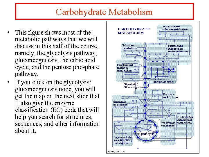 Carbohydrate Metabolism • This figure shows most of the metabolic pathways that we will