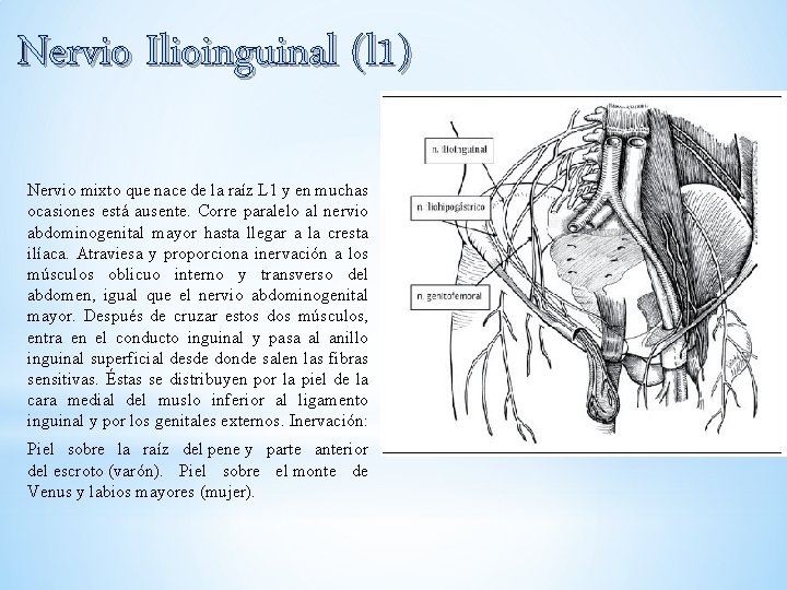 Nervio Ilioinguinal (l 1) Nervio mixto que nace de la raíz L 1 y