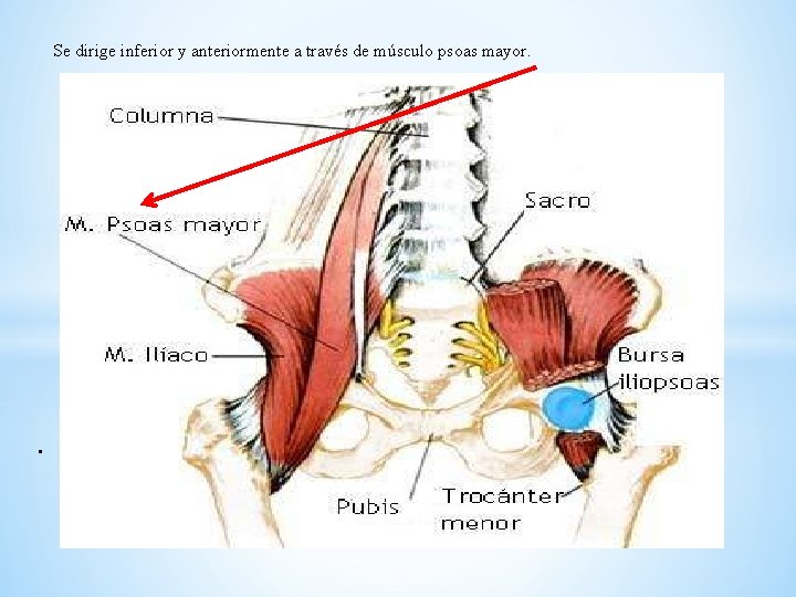  Se dirige inferior y anteriormente a través de músculo psoas mayor. . 