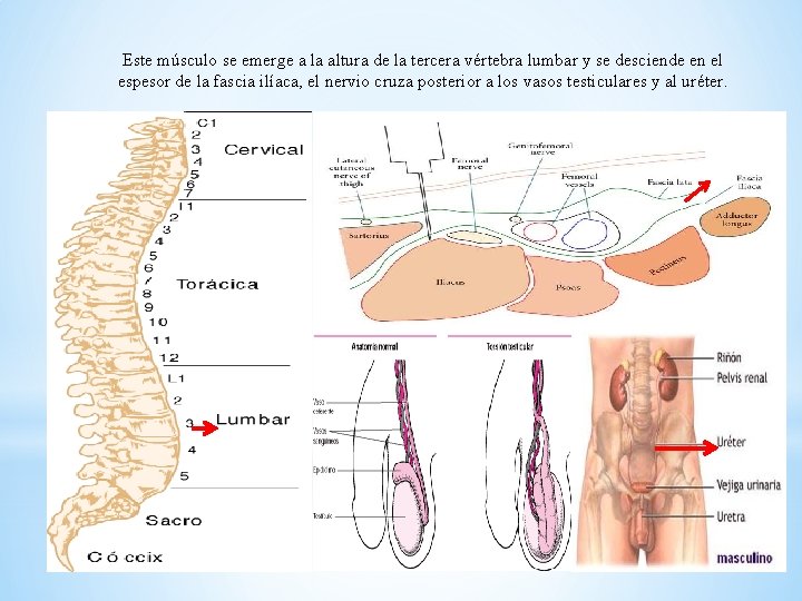 Este músculo se emerge a la altura de la tercera vértebra lumbar y se