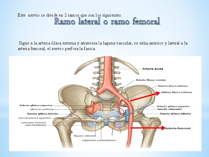 Este nervio se divide en 2 ramos que son los siguientes: Ramo lateral o