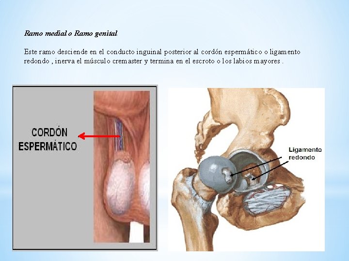 Ramo medial o Ramo genital Este ramo desciende en el conducto inguinal posterior al