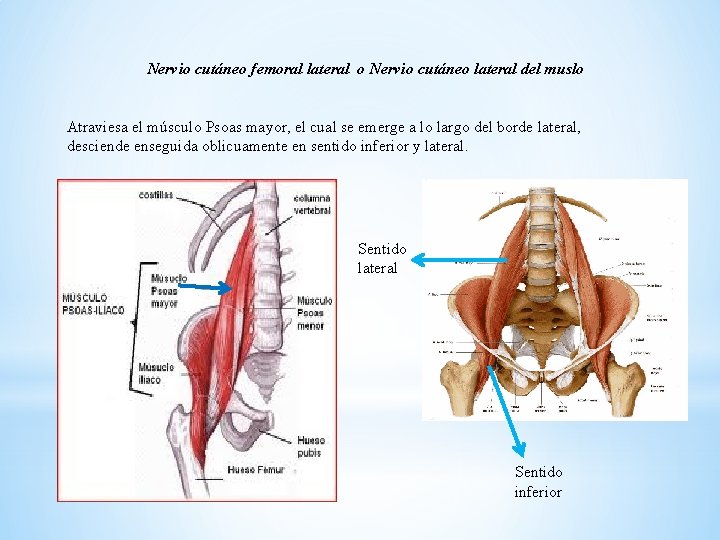 Nervio cutáneo femoral lateral o Nervio cutáneo lateral del muslo Atraviesa el músculo Psoas