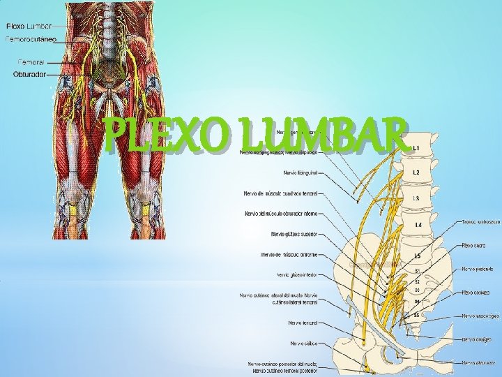 PLEXO LUMBAR 