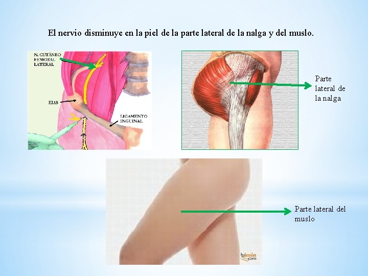 El nervio disminuye en la piel de la parte lateral de la nalga y